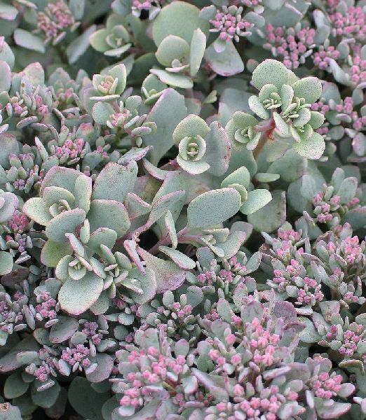 Sedum cauticola 'Lidakense'